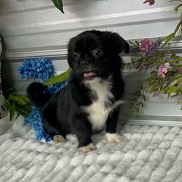 Companion Cross puppies from Silver Bells Paw Prints