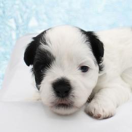 Button - Black and white female Havanese puppy in Hendersonville, North Carolina from Grayfinn House