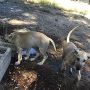Sloughi Puppies from Almaboubin Sloughis