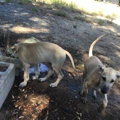 Sloughi Puppies from Almaboubin Sloughis