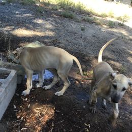 Sloughi Puppies from Almaboubin Sloughis