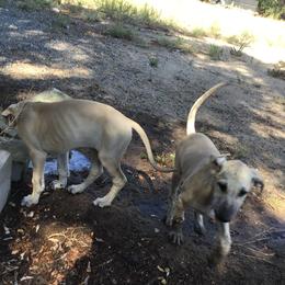 Sloughi Puppies from Almaboubin Sloughis