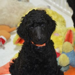 Poodle Puppies from Celeto Standard & Miniature Poodles
