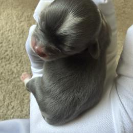 Star - Silver and white female Chihuahua puppy in Charlotte, North Carolina from Lawinski’s Chihuahua World