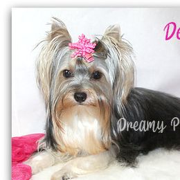 Demi - Yorkshire Terrier