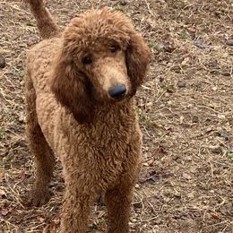 Calis - Poodle
