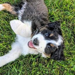 Australian Shepherd Puppies from Aussie Knights Kennel