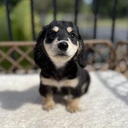 Salem - Black and cream male Dachshund puppy in Duncanville, Alabama from Bear Creek