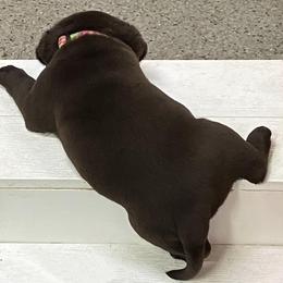 Labrador Retriever Puppies from Rustic Ridge Labradors