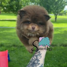 Bruno- 3500.00 dollars - Chocolate and tan male Pomeranian puppy in Perry County, Ohio from Speechless Pom’s
