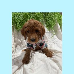 AKC Standard poodle Ariel - Apricot female Poodle puppy in Harrisburg, Arkansas from Ransone’s Ridge Runners Poodles and Doodles
