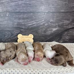 Red Boy - Cream male Goldendoodle puppy in Lowville, New York from DM Hilltop FURfamily