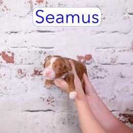 Seamus - Red  male Goldendoodle puppy in Calhoun, Georgia from Happy Top Doodles