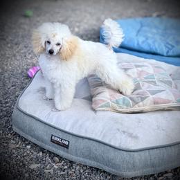 Poodle Puppies from Araceli Toy Poodles