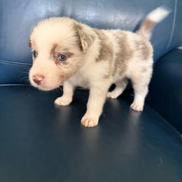Saturn - Red merle male Border Collie puppy in Grapeview, Washington from Athena’s Collies