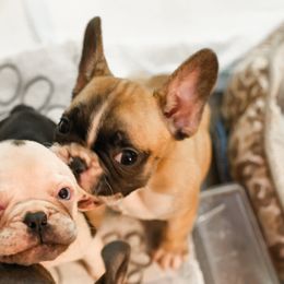 French Bulldog Puppies from For The Love of Frenchies