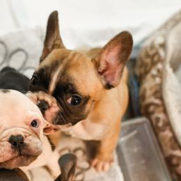 French Bulldog Puppies from For The Love of Frenchies