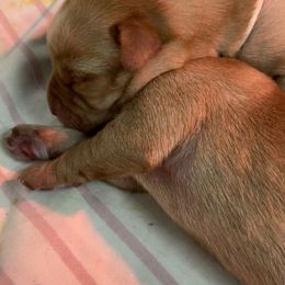Labrador Retriever Puppies from Triple Ridge Labs