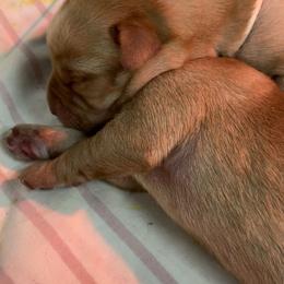 Labrador Retriever Puppies from Triple Ridge Labs