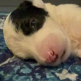 Pink - Gray and white female Old English Sheepdog puppy in Iowa from Midwest Puppy Paws