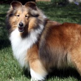 Shetland Sheepdogs from Alpenglo Shetland Sheepdogs
