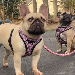 Tiffany - French Bulldog