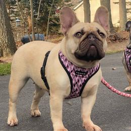 Tiffany - French Bulldog