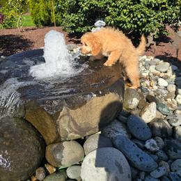 Cuddles - Apricot male Cavapoo puppy in Washington from Mt.BakerPoodles&Doodles