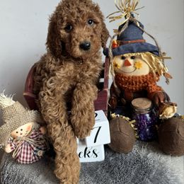 Purple collar - Red  female Poodle puppy in Murrayville, Georgia from Spoiled Rotten Kennels