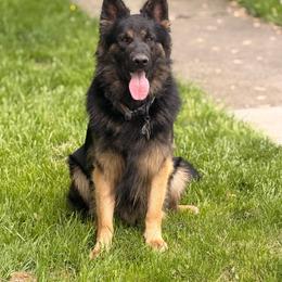 Zeus💙⚡️ - German Shepherd
