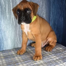 RESERVED Green Collar Boy and Carmen's Wisteria - Fawn male Boxer puppy in Clinton, Iowa from Cadogans Boxers