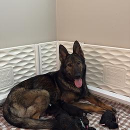 German Shepherd puppies from Augenblick Kennels