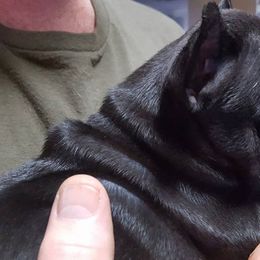 French Bulldog Puppies from Ginny's Frenchie's