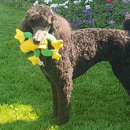 Poodles from T & T travels