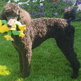Poodles from T & T travels