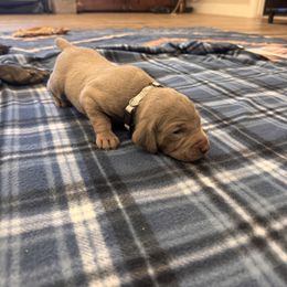 Diamond - Silver gray female Weimaraner puppy in Riverside, Utah from Blue Phantom Kennels