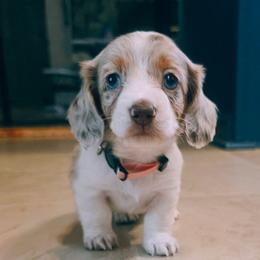 Lumi (Luna) - Dapple female Dachshund puppy in Castalia, North Carolina from Short Stuff Doxies