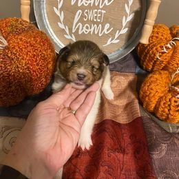 Shetland Sheepdog Puppies from Clark Kennel Shelties