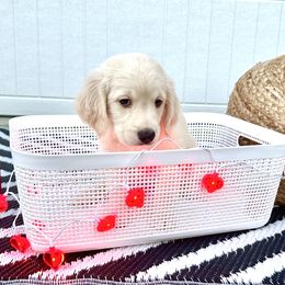 Goldendoodle Puppies from Sweetgrass Goldendoodles of Moncks Corner