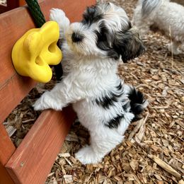 Havanese Puppies from PNW Havanese
