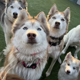 Siberian Husky Puppies from Young Orchard Siberians