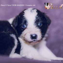 Gnocchi - Black and white male Border Collie puppy in Bryantown, Maryland from Bellaclan Border Collies