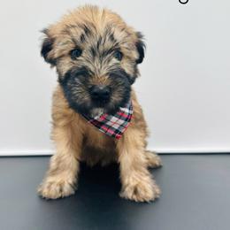 Mauve - Wheaten male Soft Coated Wheaten Terrier puppy in Grand Prairie, Texas from Wonderful Wheatens