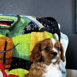Pauly - Ruby male Cavalier King Charles Spaniel puppy in Nevada, Missouri from Lee's Backroad Fur Babies