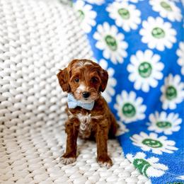Luffy - Red  male Goldendoodle puppy in Springville, Utah from Happy Doodle