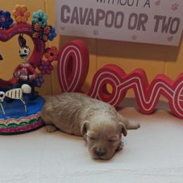 Fuzzby - Red female Cavapoo puppy in Dallas, Texas from Halo's Heroes Doodles