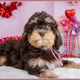 Bonnie - Brown and tan female Cockapoo puppy in Connersville, Indiana from Deaz Doodle Ranch