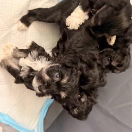 Miniature Schnauzer puppies from The beansprouts