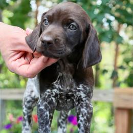 Cinderella - Liver and white female German Shorthaired Pointer puppy in North Branch, Minnesota from Chrishelle Farm