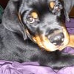 Rottweiler Puppies from Von Schonen Rottweilers